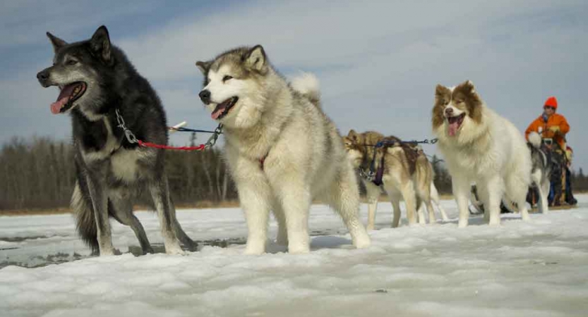 a group of sled dogs attached to a sled stand on a frozen snowy lake